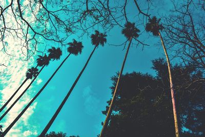 Low angle view of trees against sky