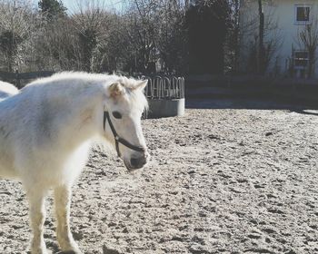 Horse standing in a field