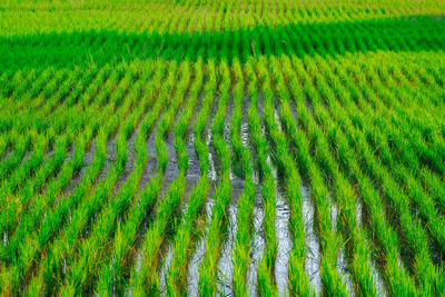 Full frame shot of corn field