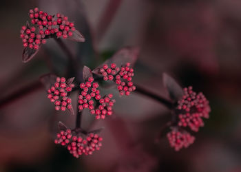 Close-up of a red plant