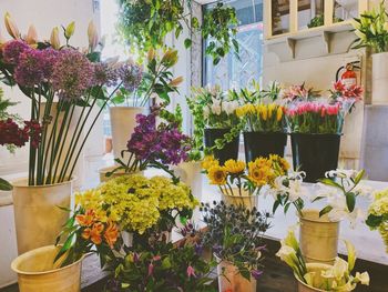 Flower pot plants for sale