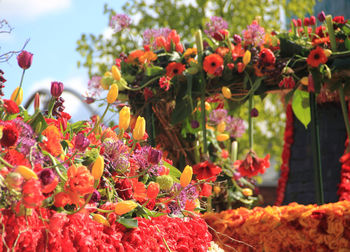 Close-up of red flowering plants