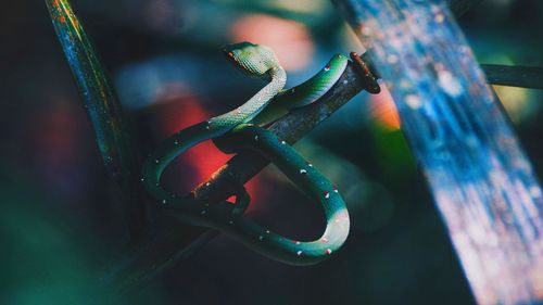 Close-up of snake perch on tree branch