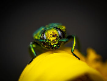 Macro-photo of a tiney metallic green beetel on a dandelion flower