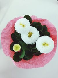 Close-up of pink and white flower