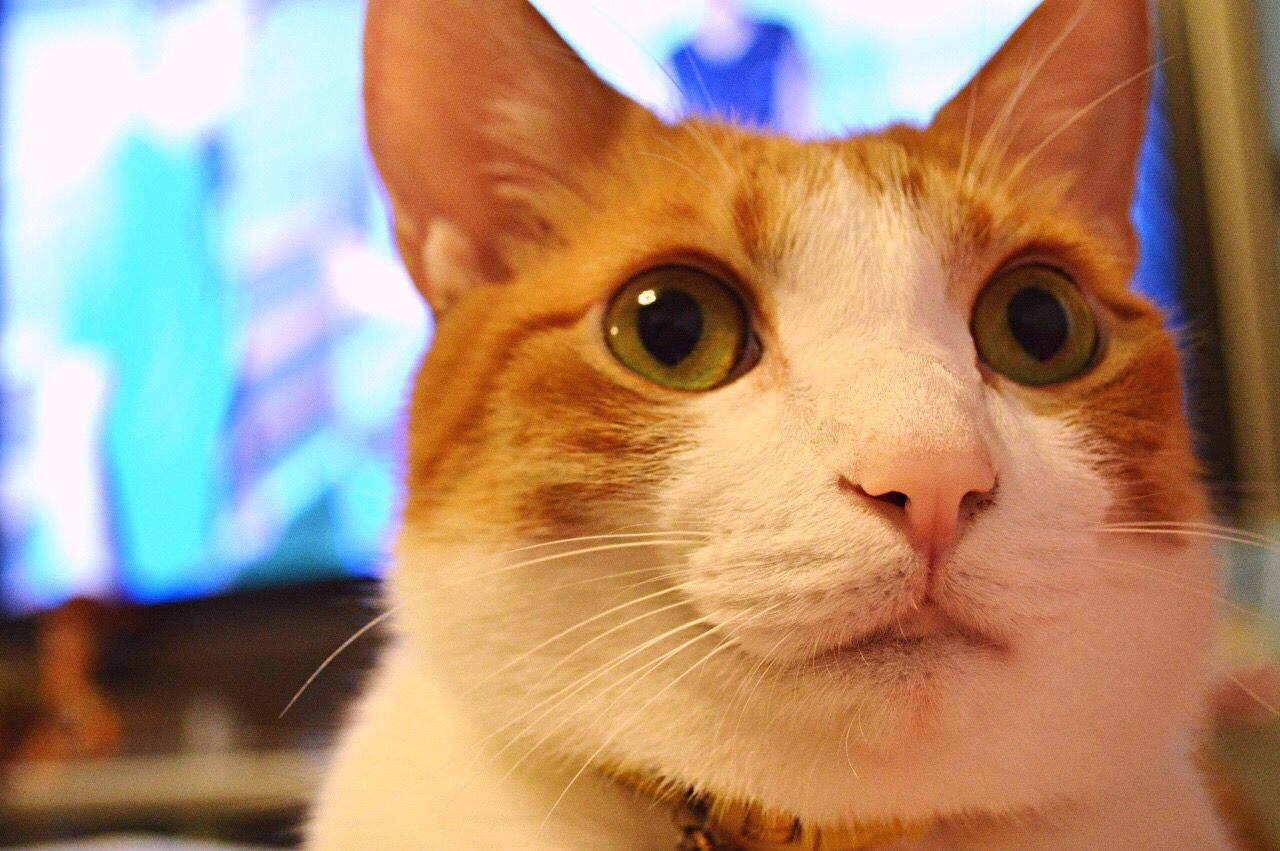 domestic cat, domestic animals, pets, one animal, animal themes, mammal, feline, looking at camera, focus on foreground, whisker, close-up, portrait, animal head, ginger cat, watching, no people, animal eye, cat, carnivora, yellow eyes, indoors, day