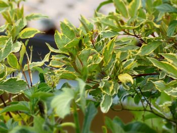 Close-up of fresh green leaves