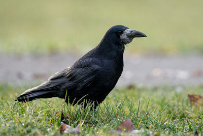 Isolated rook perching on a meadow