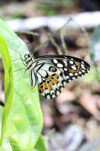 Close-up of butterfly on leaf