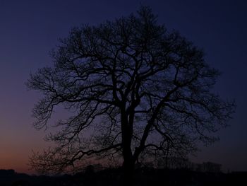 Low angle view of silhouette bare tree against sky at night