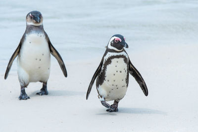 Two of penguin walking on the beach
