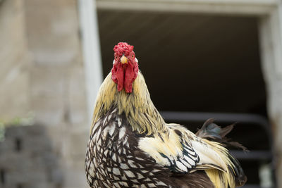 Close-up of rooster