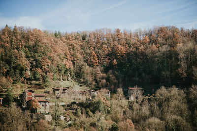 Trees on landscape against sky