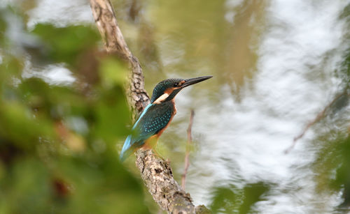 Close-up of bird perching on branch