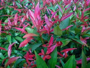 Full frame shot of red flowering plants on field