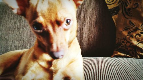 Close-up portrait of a dog