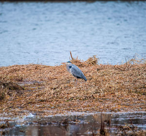 View of bird perching on lakeshore