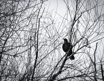 Low angle view of bird perching on tree against sky