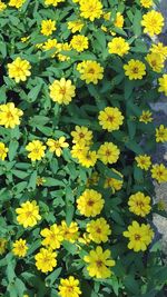 High angle view of yellow flowering plants