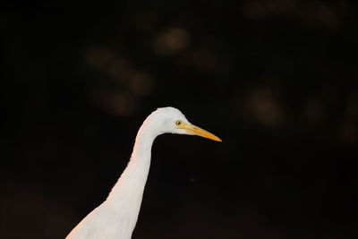 Close-up of a bird against blurred background