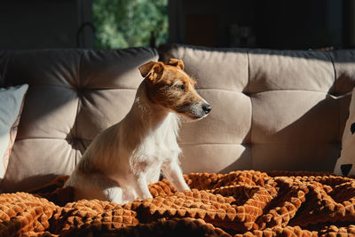 Dog resting at sofa under blanket