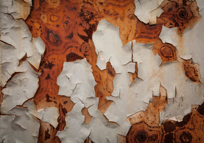 Full frame shot of dry leaves on wall