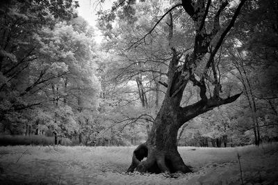 Bare trees in forest