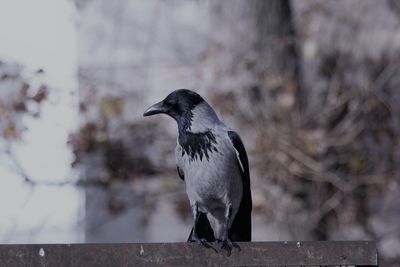 Close-up of bird perching on wood