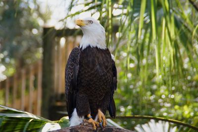 Bald eagle at zoo