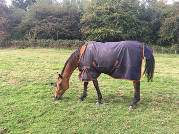 Horse in a field