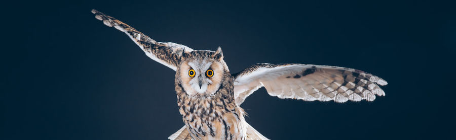 Low angle view of owl flying against black background