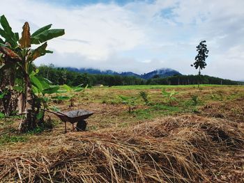 Scenic view of grassy field against sky