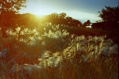 Plants growing on field at sunset