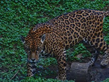 Full length of a cat
