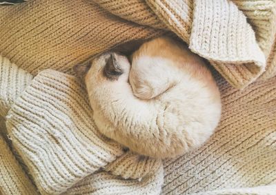 High angle view of cat sleeping