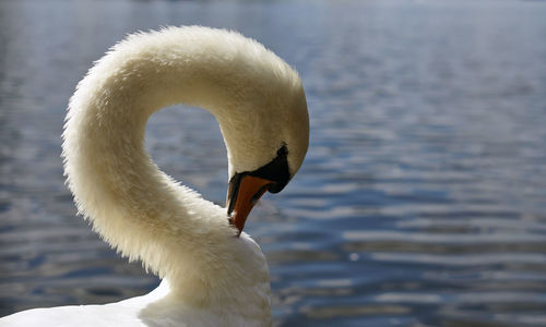 Close-up of swan in lake