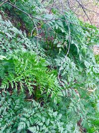 High angle view of trees and plants in forest