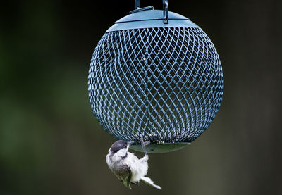 Close-up of bird perching on metal