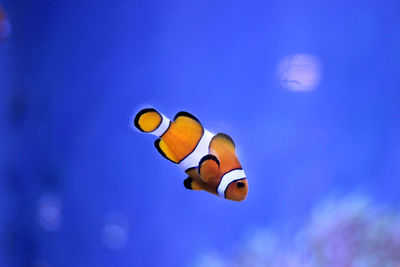 Close-up of fish swimming in sea