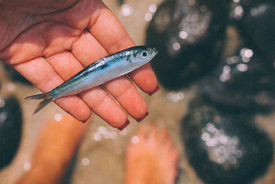 Cropped image of hand holding dead fish