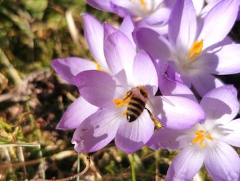 Close-up of purple crocus flowers growing on field