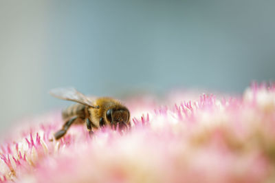 Close-up of bee pollinating on pink flower