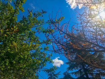 Low angle view of trees against blue sky