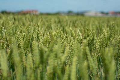 Close-up of wheat field