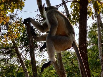 Low angle view of monkey sitting on tree