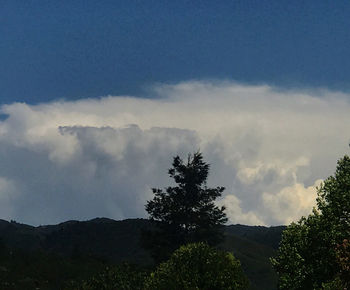 Low angle view of trees against sky