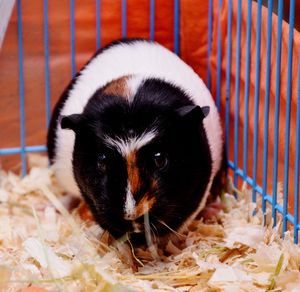 Portrait of black cat in cage