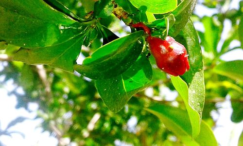 Low angle view of berries on tree