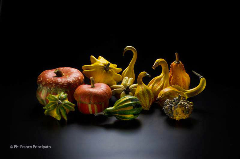 Pumpkins, food, ornamental,