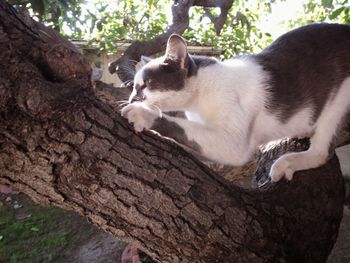 Cat on tree